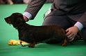 Crufts2011_2 1271